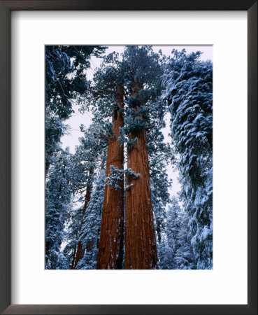 Giant Sequoia Tree Sequoia National Park, California, Usa by Rob Blakers Pricing Limited Edition Print image