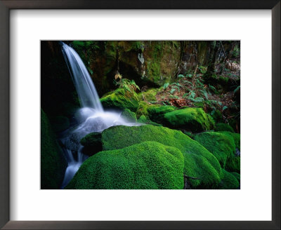 Rainforest Waterfall Walls Of Jerusalem National Park, Tasmania, Australia by Rob Blakers Pricing Limited Edition Print image