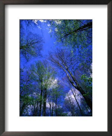 Beechtrees (Fagus Sylvatica) In Spring, Sodersen National Park, Sweden by Anders Blomqvist Pricing Limited Edition Print image