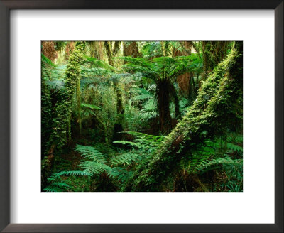 Trees And Ferns In Beech Forest, Oparara, New Zealand by Oliver Strewe Pricing Limited Edition Print image