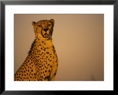 Cheetah, South Africa by Stuart Westmoreland Pricing Limited Edition Print image