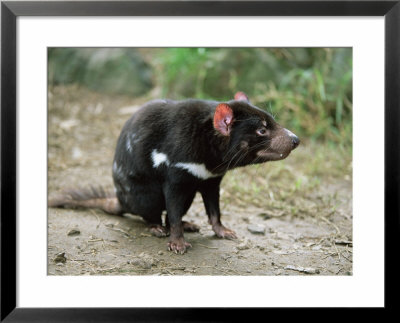Tasmanian Devil, Sarcophilus Harrisii, In Captivity, Australia, Pacific by Ann & Steve Toon Pricing Limited Edition Print image