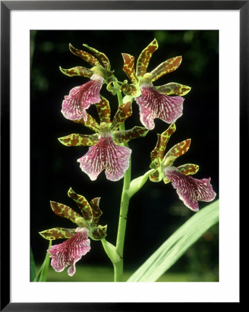 Orchid, Zygopetalum John Banks by Raymond Blythe Pricing Limited Edition Print image