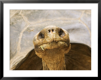 Race Of Galapagos Tortoise, Giant Tortoise Breeding Center, Galapagos, Ecuador by David M. Dennis Pricing Limited Edition Print image