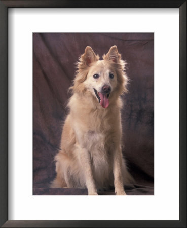 Mongrel Portrait by Adriano Bacchella Pricing Limited Edition Print image