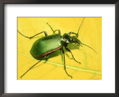 Caterpillar Hunter Beetle by David M. Dennis Pricing Limited Edition Print image