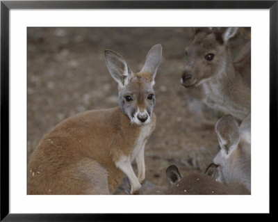 A Group Of Kangaroos by Nicole Duplaix Pricing Limited Edition Print image