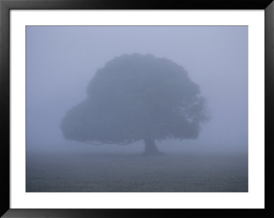 Foggy Landscape Near The Margaret River by Sam Abell Pricing Limited Edition Print image