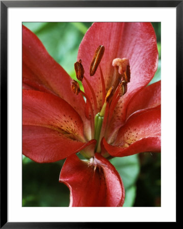 Lilium (Unnamed (Lily), Close-Up Of Red Flower by Chris Burrows Pricing Limited Edition Print image