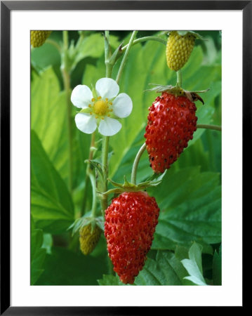 Fragaria Vesca (Alexandra), Strawberry, Close-Up Of Fruit by Chris Burrows Pricing Limited Edition Print image