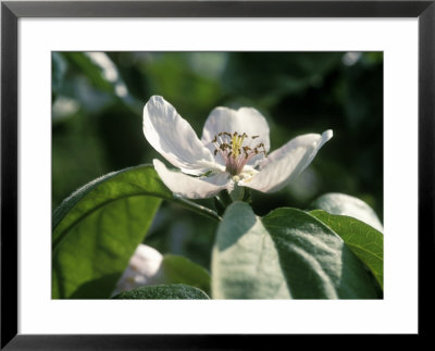 Cydonia Meech's Prolific (Quince) by David Askham Pricing Limited Edition Print image