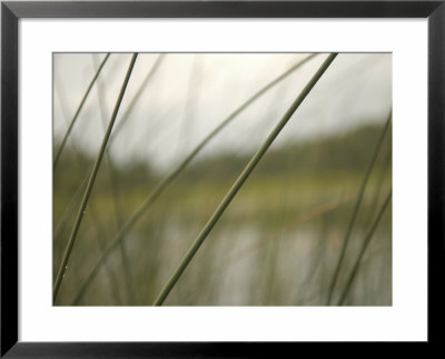 Lilypads At Lake by Keith Levit Pricing Limited Edition Print image