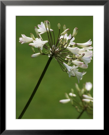 Agapanthus (Bressingham White) by Mark Bolton Pricing Limited Edition Print image