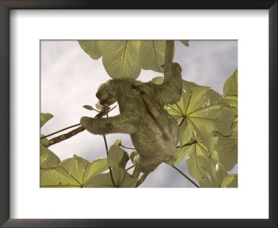 Three-Toed Sloth, Feeding, Costa Rica by David M. Dennis Pricing Limited Edition Print image