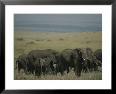 A Herd Of Elephants (Loxodonta Africana) Grazing Together by Michael S. Lewis Pricing Limited Edition Print image