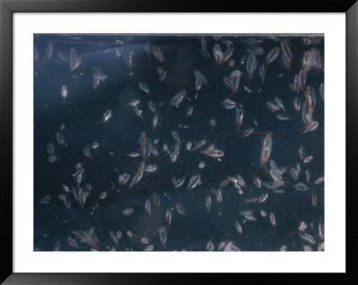 Rice-Sized Copepods Are The Primary Food Source For Bowhead Whales by Paul Nicklen Pricing Limited Edition Print image
