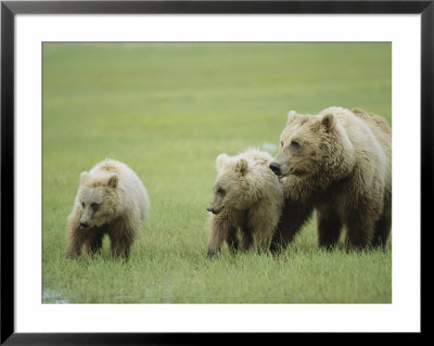An Alaskan Brown Bear Keeps Close To Her Cubs by Roy Toft Pricing Limited Edition Print image