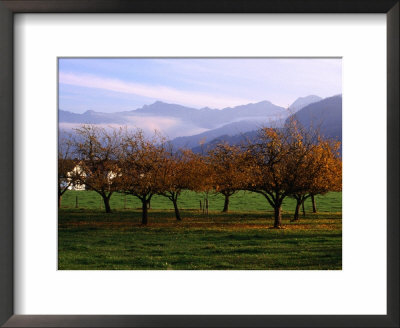 Morning Mist Over Orchards Beneath Bavarian Alps, Germany by Wayne Walton Pricing Limited Edition Print image