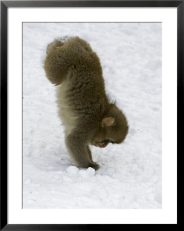 Japanese Macaques Or Snow Monkeys, Honshu, Japan by Roy Toft Pricing Limited Edition Print image