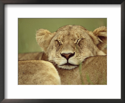 African Lion Resting Head On Another Lion, Masai Mara, Kenya by Anup Shah Pricing Limited Edition Print image