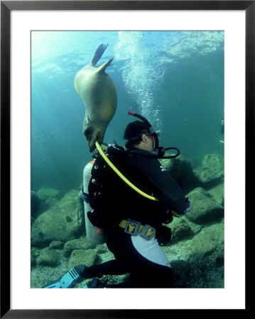 Diver With Californian Sea Lion, Mexico by Tobias Bernhard Pricing Limited Edition Print image