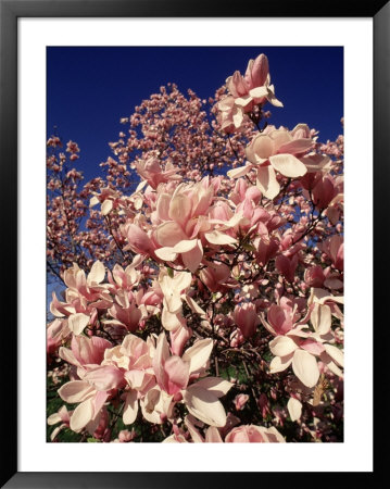 Crab Apple Tree In Bloom, Jamaica Plains, Ma by Kindra Clineff Pricing Limited Edition Print image