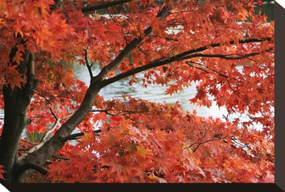 Acer I, Red Maple by Chris Farrow Pricing Limited Edition Print image