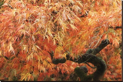 Acer Ii, Golden Maple by Chris Farrow Pricing Limited Edition Print image