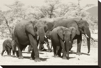 Elephants I by Chris Farrow Pricing Limited Edition Print image