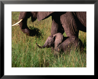 Baby African Elephant And Mother Walking Through Grass, Masai Mara National Reserve, Kenya by Mason Florence Pricing Limited Edition Print image