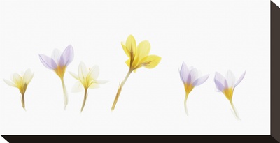 Snow Crocus by Judy Stalus Pricing Limited Edition Print image