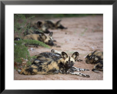 African Wild Dog, Lycaon Pictus, Venetia Limpopo Nature Reserve, South Africa, Africa by Steve & Ann Toon Pricing Limited Edition Print image