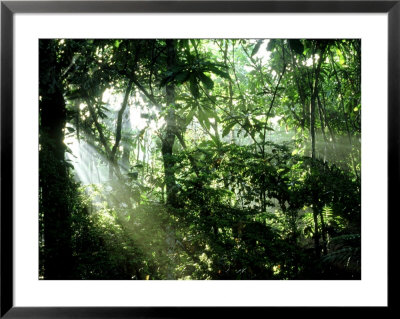 Tropical Rainforest, Panama by John Brown Pricing Limited Edition Print image