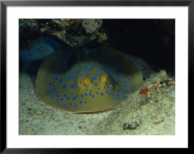 Blue Spotted Sting Ray, Ras Mohammed, Red Sea by Gerard Soury Pricing Limited Edition Print image