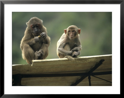 Rhesus Monkeys At Concession Area, Baiyun Cavern, Pingxiang by Raymond Gehman Pricing Limited Edition Print image