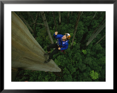 Roman Dial Performs An Ecological Survey Of Mountain Eucalyptus Trees by Bill Hatcher Pricing Limited Edition Print image