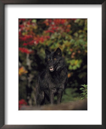 Timber Wolf, Close-Up, Usa by Mark Hamblin Pricing Limited Edition Print image