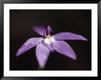 Wax-Lip Orchid, Glossodia Major, Emerging From The Shadows, Yellingbo Nature Reserve, Australia by Jason Edwards Pricing Limited Edition Print image
