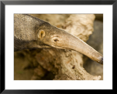 Giant Anteater Closeup by Tim Laman Pricing Limited Edition Print image