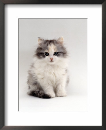 Domestic Cat, 9-Week, Chinchilla-Cross Kitten by Jane Burton Pricing Limited Edition Print image