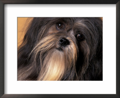 Lhasa Apso Face Portrait by Adriano Bacchella Pricing Limited Edition Print image