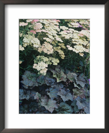 Achillea Lachsschonheit Salmon Beauty & Heuchera Micrantha by Sunniva Harte Pricing Limited Edition Print image