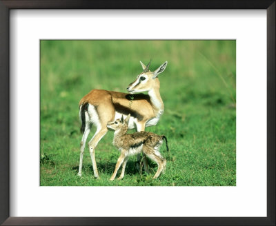 Thomsons Gazelle, With Baby, Kenya by Stan Osolinski Pricing Limited Edition Print image