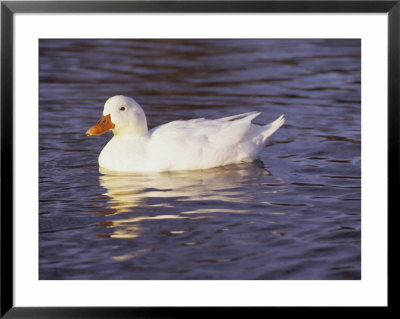 Duck by Lauree Feldman Pricing Limited Edition Print image