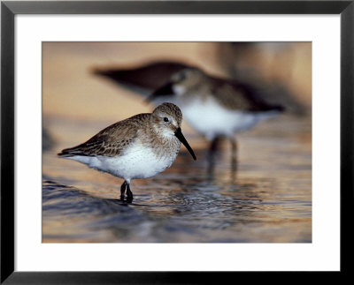 Western Sandpiper, Florida, Usa by Olaf Broders Pricing Limited Edition Print image