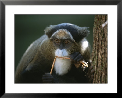 A Debrazzas Monkey Gnaws On A Stalk by Joel Sartore Pricing Limited Edition Print image