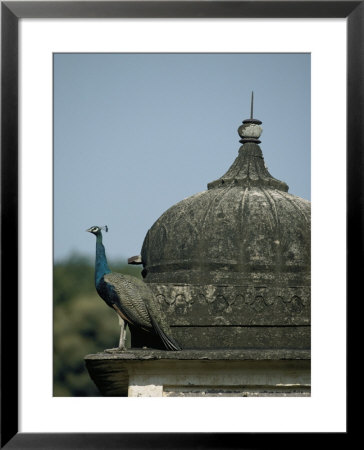 A Peacock Rests On The Ledge Of A Temple by Jason Edwards Pricing Limited Edition Print image