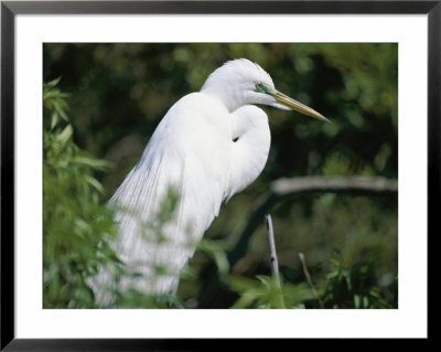 A Snowy Egret At A Rookery Connected To The Saint Augustine Alligator Farm by Stephen St. John Pricing Limited Edition Print image
