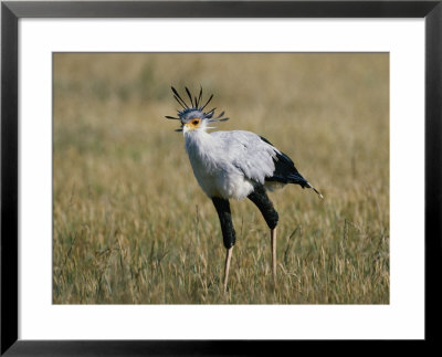 Secretary Bird by Nicole Duplaix Pricing Limited Edition Print image