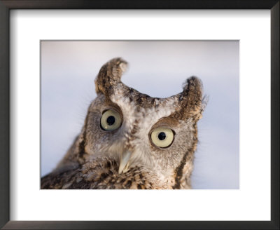 A Captive, Endangered Eastern Screech Owl At A Raptor Recovery Center by Joel Sartore Pricing Limited Edition Print image